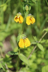 Rhynchocorys orientalis