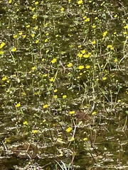 Ranunculus flabellaris