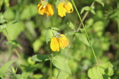 Rhynchocorys orientalis