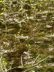 Ranunculus flabellaris