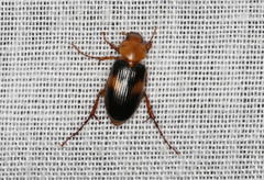 Phyllotocus bimaculatus