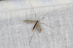 Tricyphona