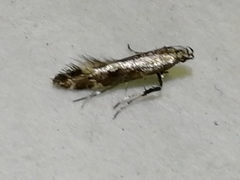 Calybites phasianipennella