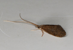 Tasiagma