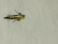 Calybites phasianipennella