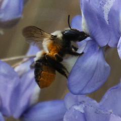 Megachile mucida