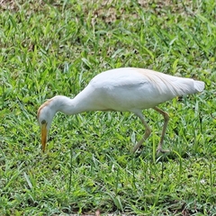 Bubulcus ibis