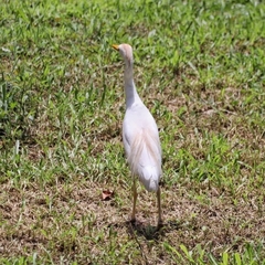 Bubulcus ibis