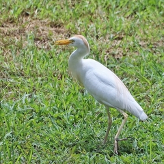 Bubulcus ibis