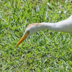 Bubulcus ibis