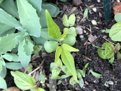 Ailanthus altissima