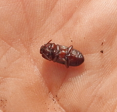 Uloma culinaris