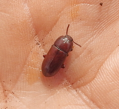 Uloma culinaris