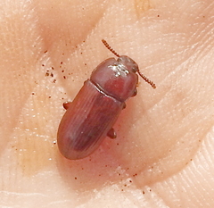 Uloma culinaris
