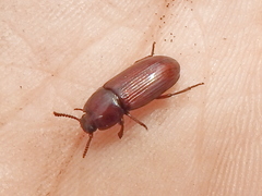 Uloma culinaris