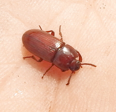 Uloma culinaris