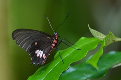 Parides anchises nephalion