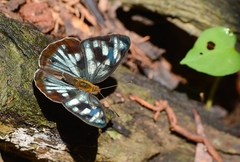 Dynamine postverta postverta