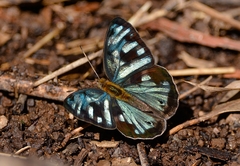 Dynamine postverta postverta