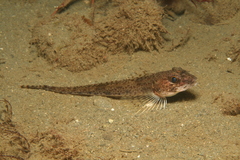 Radulinus asprellus
