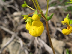 Calceolaria corymbosa mimuloides