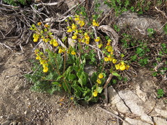 Calceolaria corymbosa mimuloides