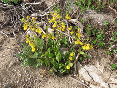 Calceolaria corymbosa mimuloides