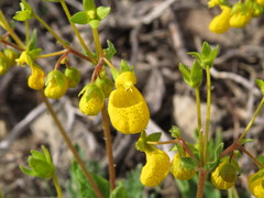 Calceolaria corymbosa mimuloides