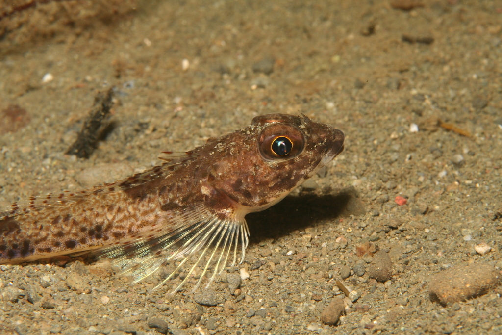 Slim Sculpin