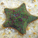 Dwarf Cushion Star - Photo (c) Simon Grove, some rights reserved (CC BY-NC), uploaded by Simon Grove