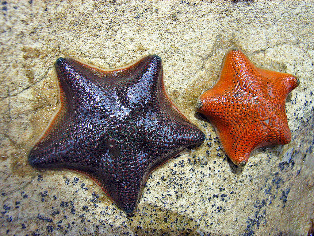 Cushion Stars, Carpet Stars, and Allies