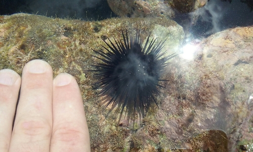 Echinometra vanbrunti