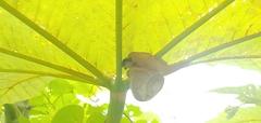 Parthena acutangula