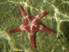 Spotted Sea Star - Photo (c) Simon Grove, some rights reserved (CC BY-NC), uploaded by Simon Grove