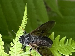Trichiosoma triangulum