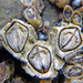 Acorn Barnacle - Photo (c) Simon Grove, some rights reserved (CC BY-NC), uploaded by Simon Grove (TMAG)
