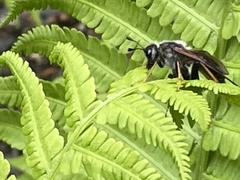 Trichiosoma triangulum