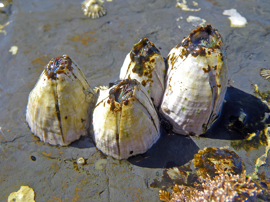 Giant rock barnacle