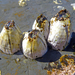 Giant Rock Barnacle - Photo (c) Simon Grove, some rights reserved (CC BY-NC), uploaded by Simon Grove
