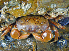 Paragrapsus quadridentatus