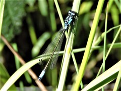 Zoniagrion exclamationis