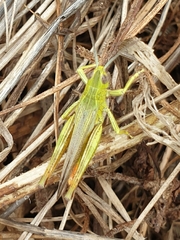 Chorthippus apicalis