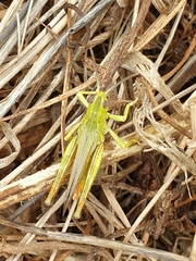 Chorthippus apicalis