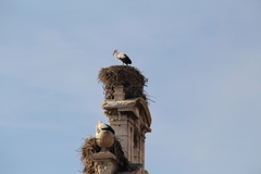 Ciconia ciconia