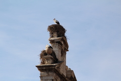 Ciconia ciconia