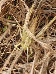 Chorthippus apicalis