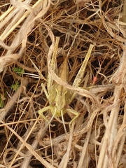 Chorthippus apicalis