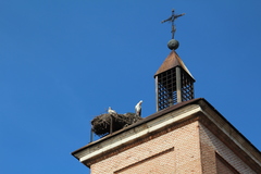 Ciconia ciconia