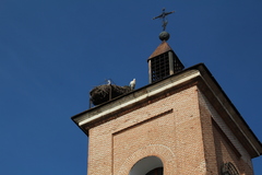 Ciconia ciconia