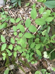 Callicarpa dichotoma